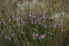 Calluna vulgaris