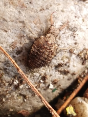 Myrmeleon formicarius