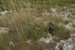 Calluna vulgaris