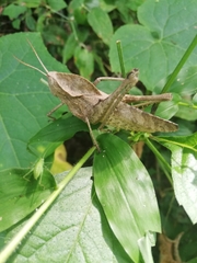 Xyleus discoideus