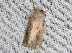 Agrotis munda