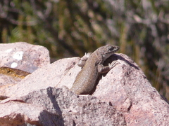 Liolaemus austromendocinus