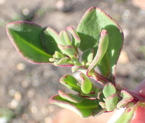 Mesembryanthemum aitonis