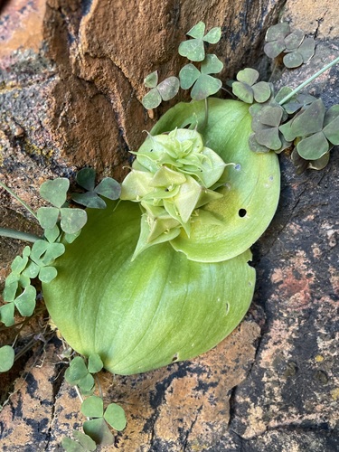 Massonia bifolia