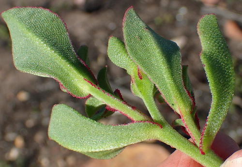 Mesembryanthemum aitonis