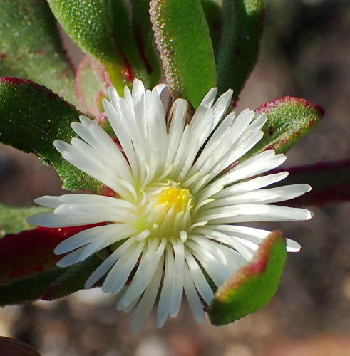 Mesembryanthemum aitonis