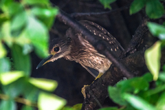 Gorsachius leuconotus