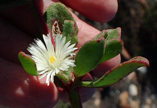 Mesembryanthemum aitonis