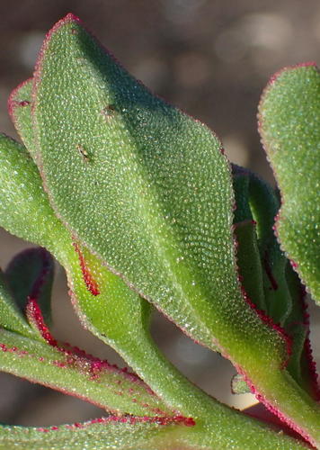 Mesembryanthemum alsinifolium Loudon 2