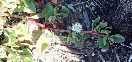 Mesembryanthemum aitonis