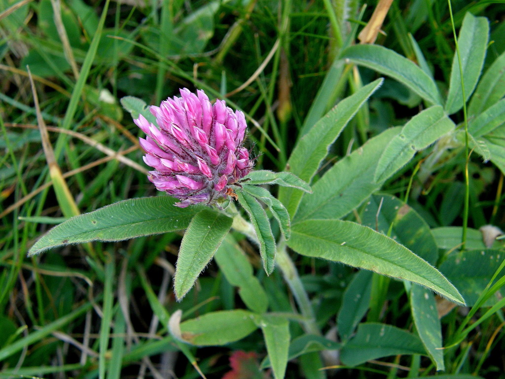 alpine zigzag clover (Trifolium alpestre) · iNaturalist