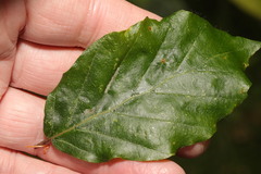 Aceria nervisequa