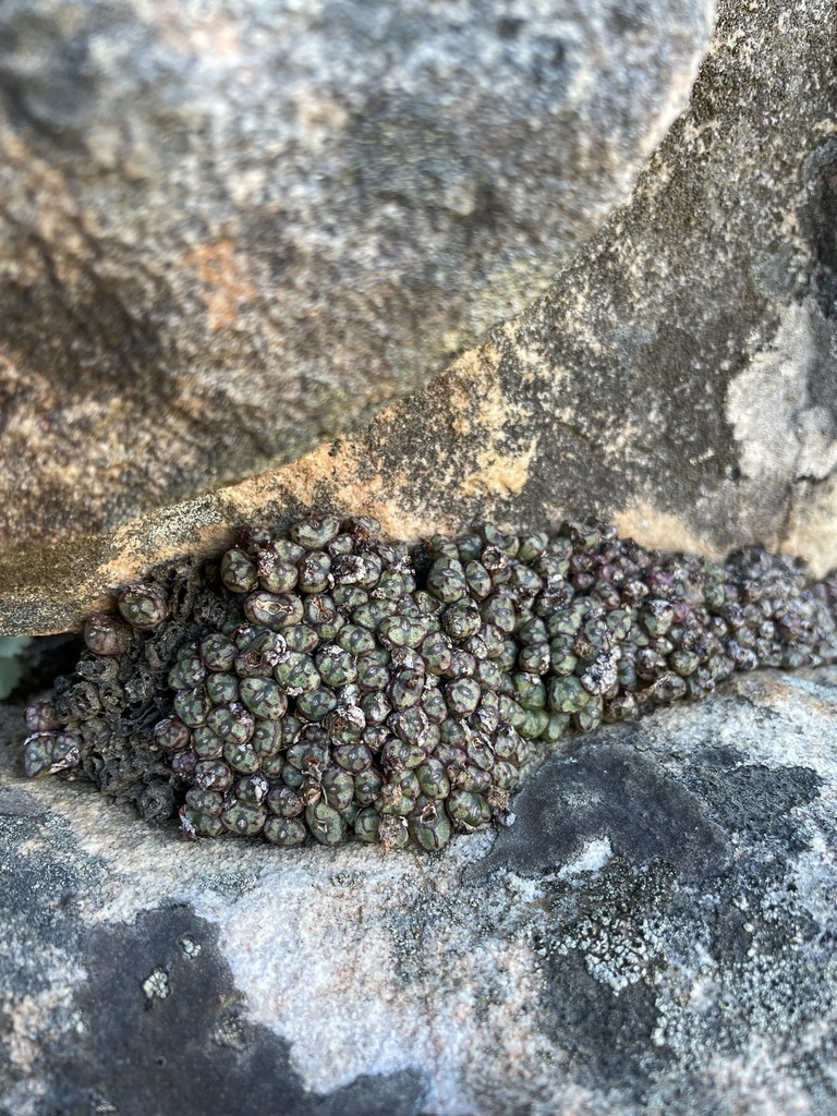 Conophytum luckhoffii, West Coast, ZA-WC, ZA