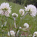 Trifolium montanum - Photo (c) Amadej Trnkoczy, algunos derechos reservados (CC BY-NC-SA)