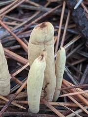 Clavariadelphus ligula