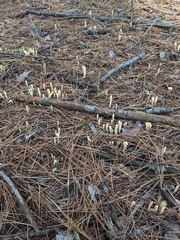 Clavariadelphus ligula