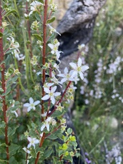 Buchu (Agathosma betulina)