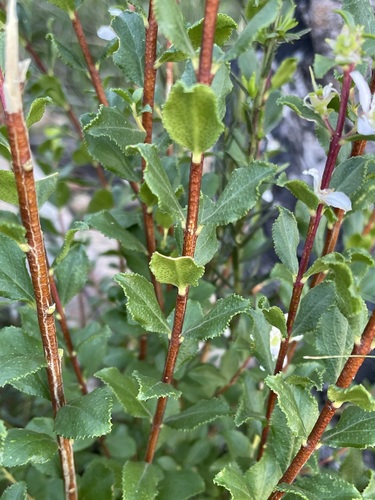 Agathosma betulina, photograph 6