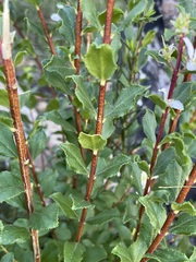 Agathosma betulina, photograph (c) Matt Berger, some rights reserved (CC BY)