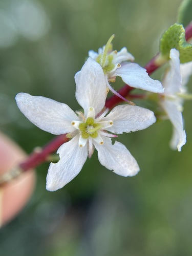 Image of Agathosma betulina by (c) Matt Berger, some rights reserved (CC BY)