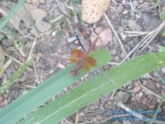Erythrodiplax ochracea