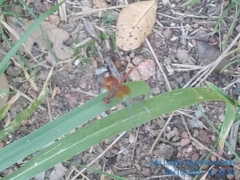 Erythrodiplax ochracea
