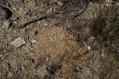 Cryptomys hottentotus