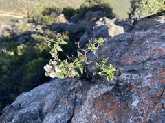 Teedia pubescens