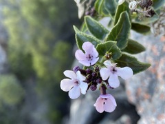 Teedia pubescens