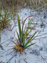 Babiana ringens australis