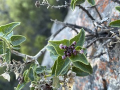 Teedia pubescens
