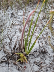 Babiana ringens australis