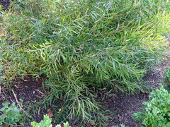 Melaleuca linearifolia