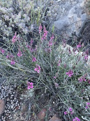 Indigofera venusta