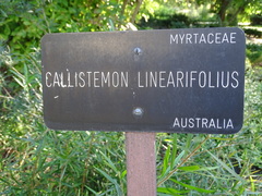 Melaleuca linearifolia
