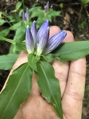 Gentiana austromontana