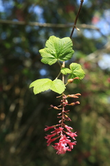 Ribes sanguineum glutinosum