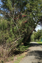 Ribes sanguineum glutinosum