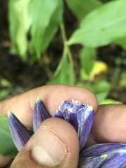 Gentiana austromontana