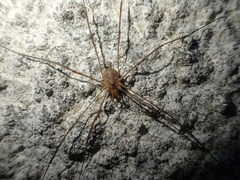 Phalangium opilio