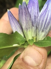 Gentiana austromontana