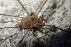 Phalangium opilio