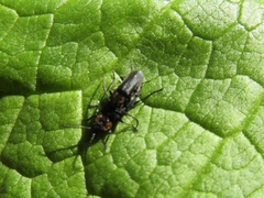 Polemius denticornis