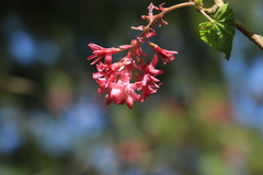 Ribes sanguineum glutinosum