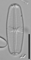 Sellaphora