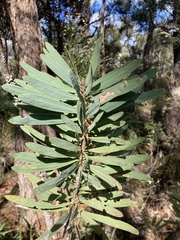 Melaleuca glauca
