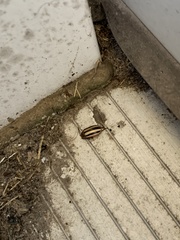 Disonycha leptolineata