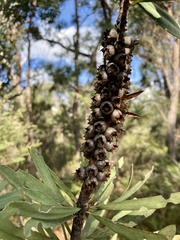 Melaleuca glauca