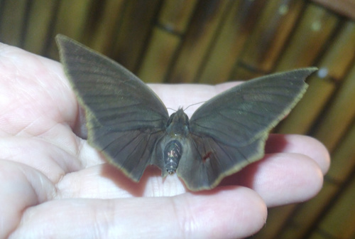 Narope cyllarus