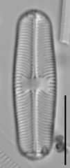 Sellaphora